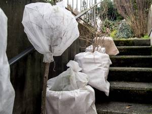 kuebelpflanzen-ueberwintern-tipps