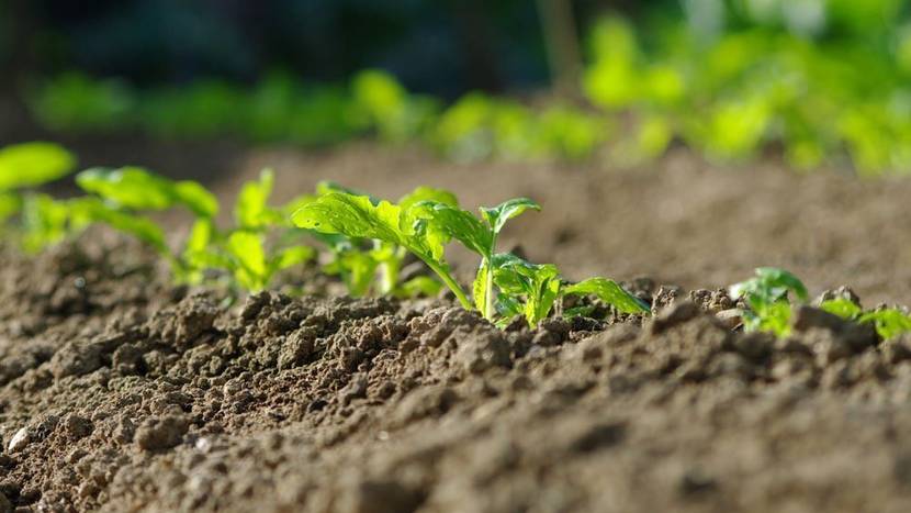 Kürbispflanzen vorziehen und in den Garten setzen