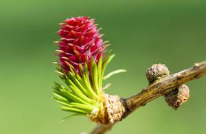 laerche-frucht-an-ast