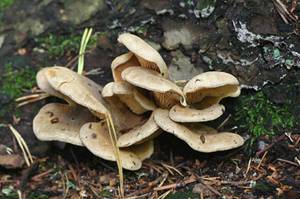 pilze-an-laerche