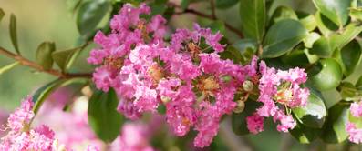 rosafarbene lagerstroemia zweig