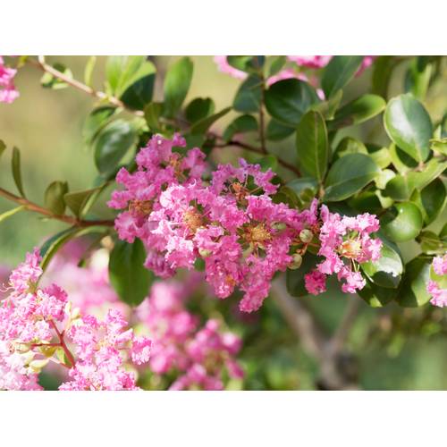 Kreppmyrte: 5 Tipps zum Pflegen Ihrer Lagerstroemia - heimwerker.de