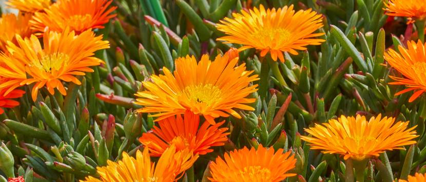 lampranthus-aureus
