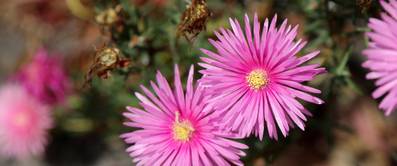 Lampranthus: So pflegen Sie die Mittagsblume richtig