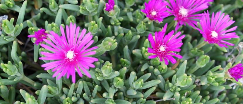 lampranthus-schaedlinge