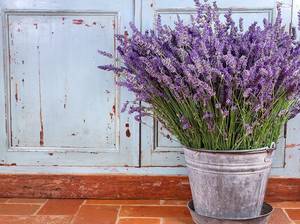 lavendel-im-topf-pflanzen