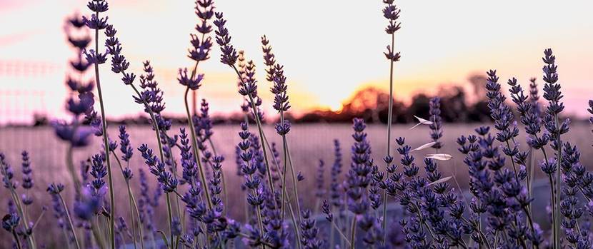 lavendel-pflanzen