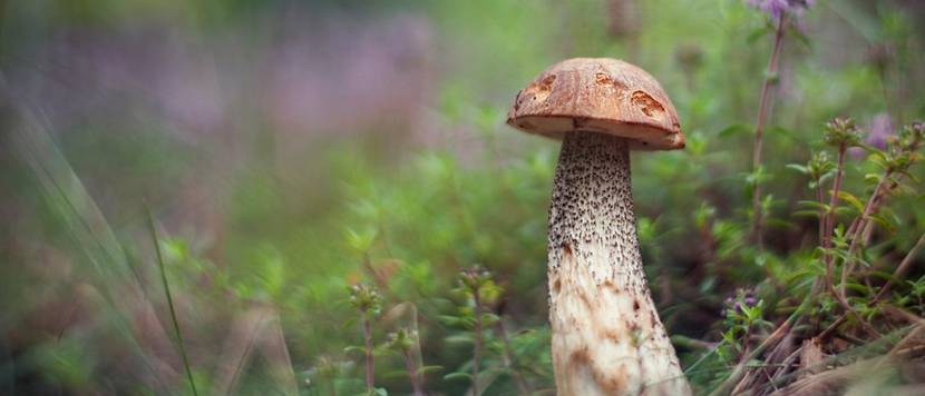 leccinum-scabrum