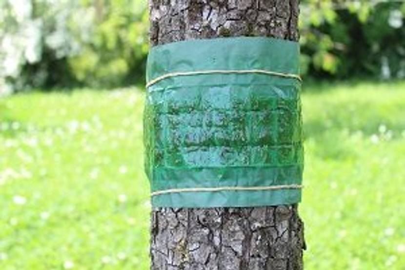 leimring an baum