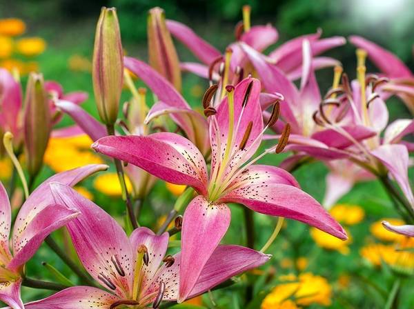 Lilien pflanzen und pflegen 4 Tipps heimwerker.de