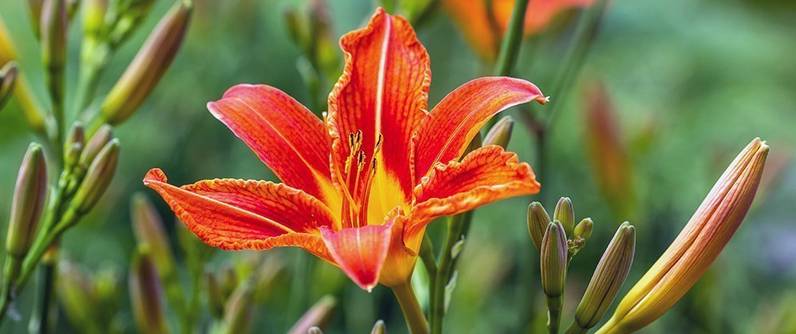 Lilien pflanzen und pflegen 4 Tipps heimwerker.de