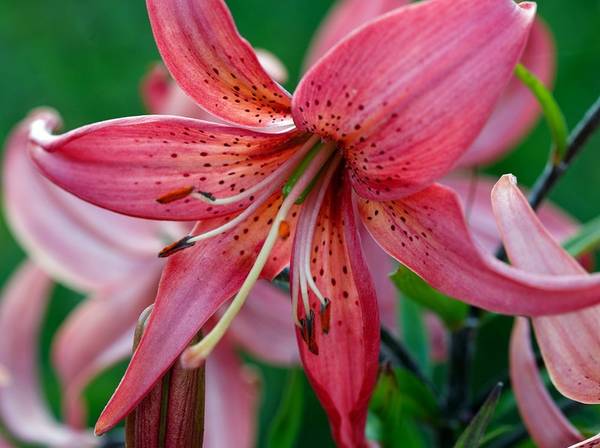 Lilien pflanzen und pflegen 4 Tipps heimwerker.de