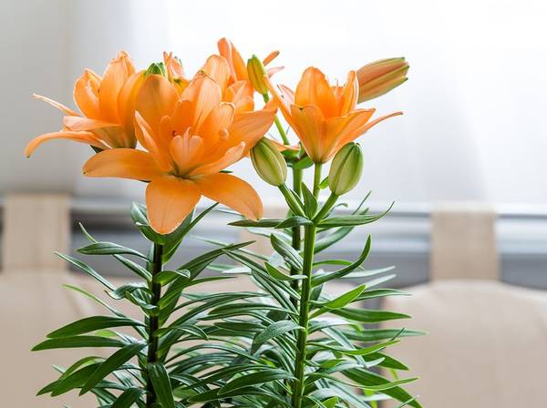 Lilien als Zimmerpflanze Tipps und Tricks für die richtige Pflege