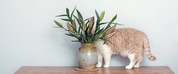 Lilien als Zimmerpflanze Tipps und Tricks für die richtige Pflege