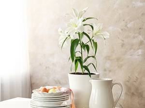 lilien-zimmerpflanze-standort