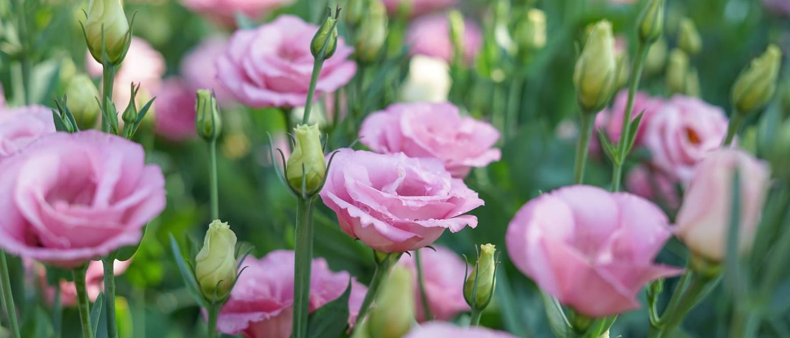 Lisianthus pflanzen 5 Pflegehinweise für die blühfreudige Japanrose