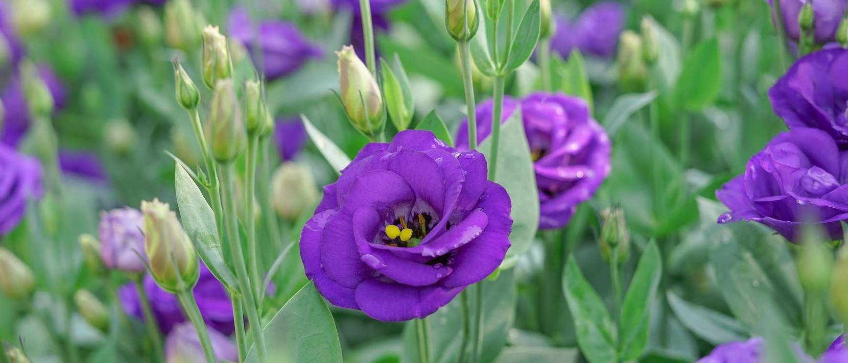 Lisianthus pflanzen 5 Pflegehinweise für die blühfreudige Japanrose