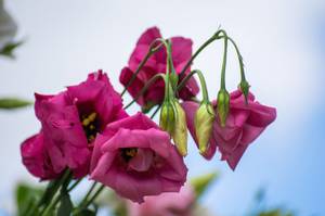 pinke lisianthus mit neuen blueten
