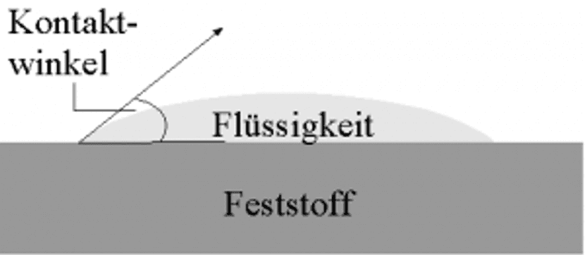 lotusblatt-2