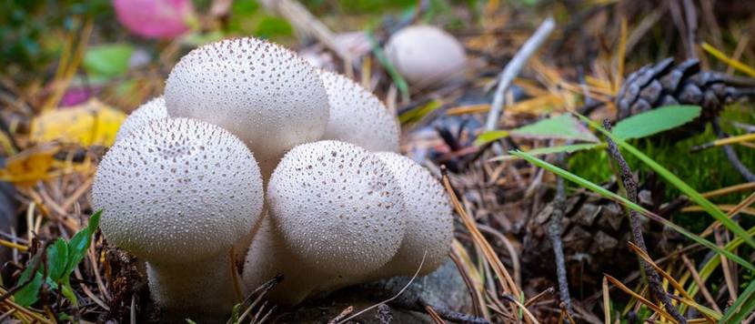 Lycoperdon perlatum