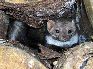 Marder im Haus und in der Natur verstecken sich