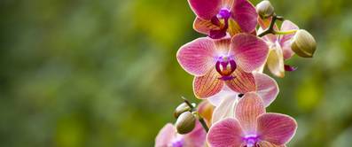 malaienblume in pink