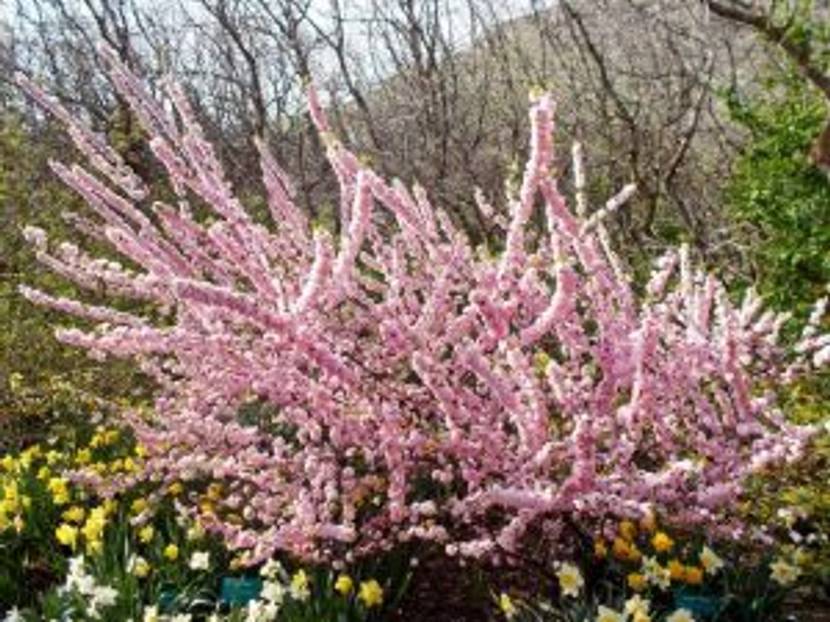 mandelbaeumchen in der Hecke