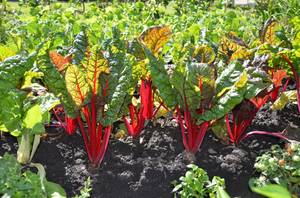 mangold-im-beet