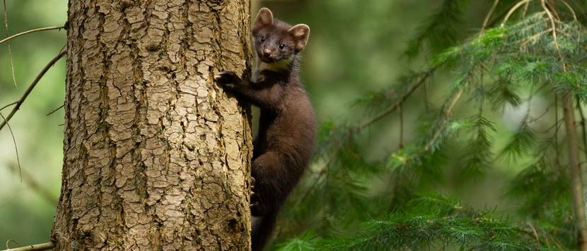 marder klettert auf baum
