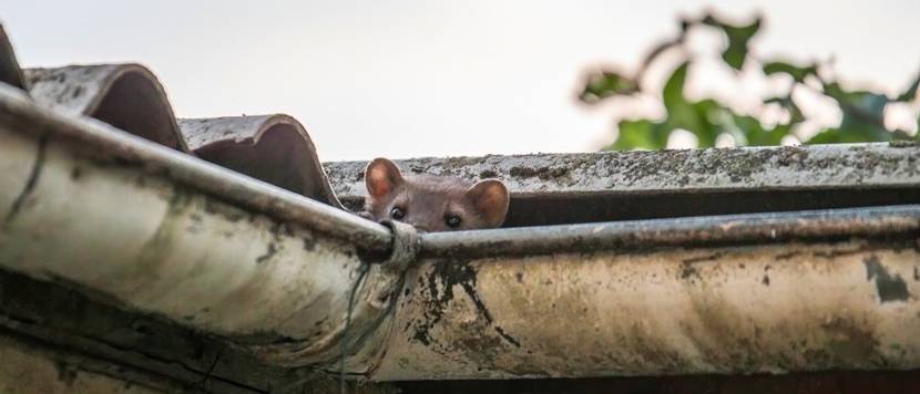marder in dachrinne