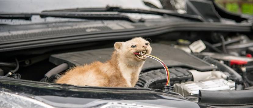 marder nagt an kabel in auto