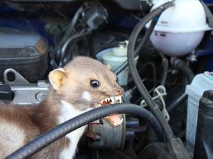 Marder beisst Kabel in Auto durch