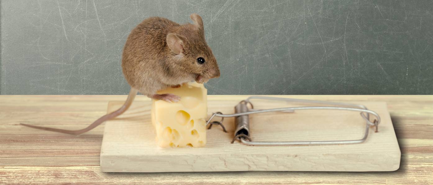 Mausefalle im Test & Vergleich: 2 klare Sieger! - heimwerker.de