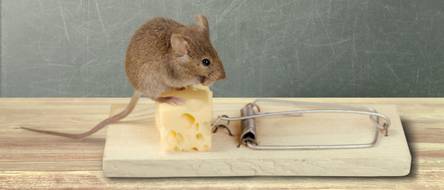 Lebendfalle Mäuse & Ratten HIER kaufen