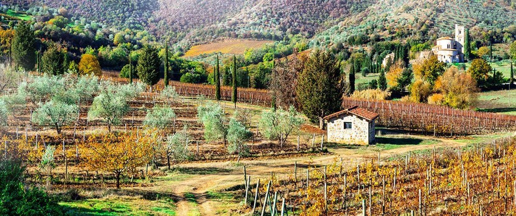 Mediterrane Pflanzen Liste der schönsten Bäume und Sträucher für