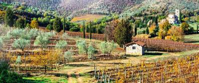 mediterrane-pflanzen-liste