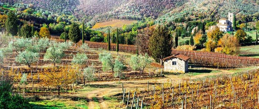 mediterrane-pflanzen-liste