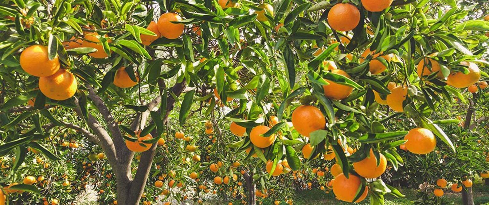 Mediterrane Pflanzen Liste der schönsten Bäume und Sträucher für
