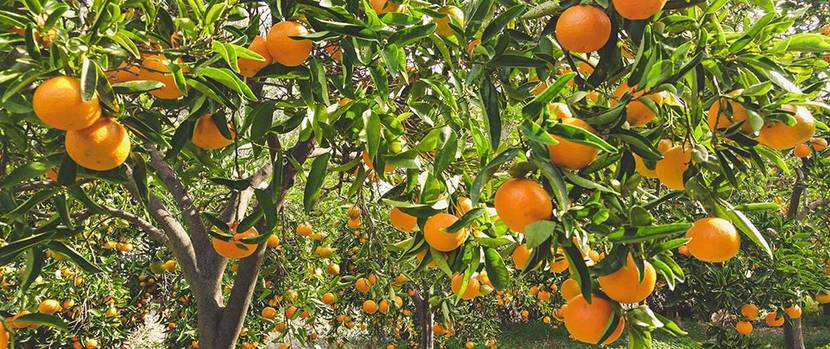 mediterrane-pflanzen-orange