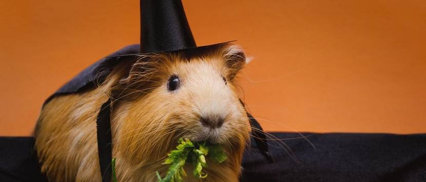 meerschweinchen als hexe