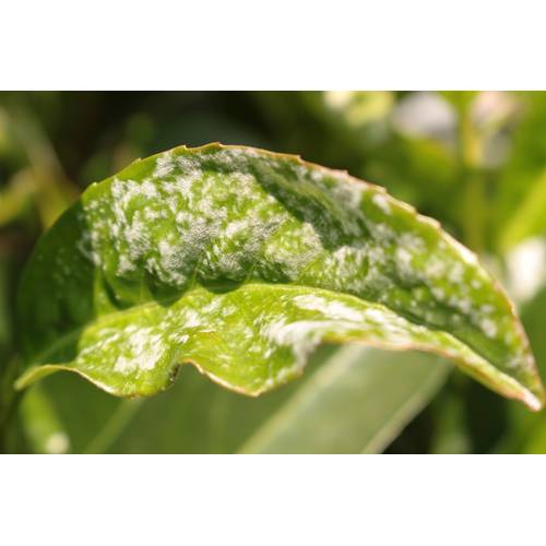 floare monstera Monstera Deliciosa Mint – Foliage Dreams