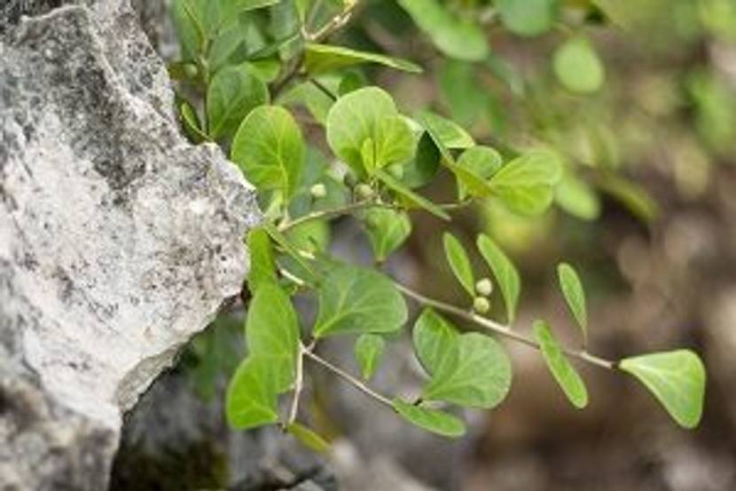 mistelfeige auf baum