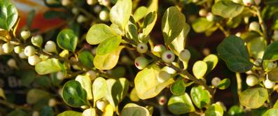 mistelfeige in der sonne