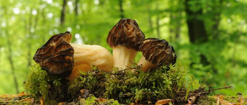 Morchella semilibera
