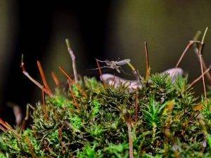 muecke-im-wald