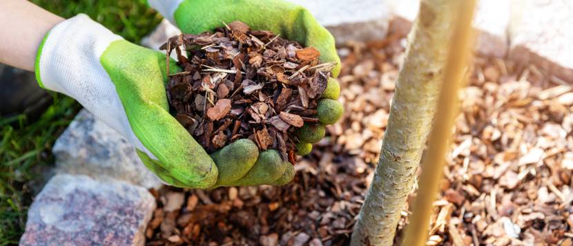 mulch in haenden