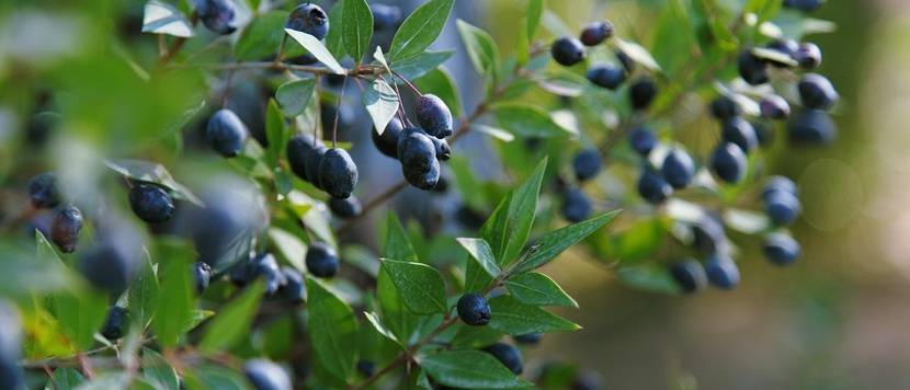 blaue beeren an myrte zweig