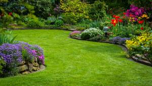 gruener rasen im gepflegten garten