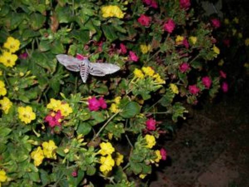 nachtfalter-an-wunderblume