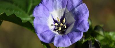 Nachtschattengewächse, Nicandra physalodes (Giftbeere)